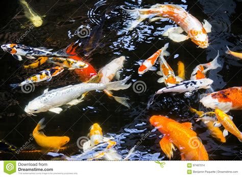 Koi fish pond fish ponds fish information ponds backyard garden ponds backyard waterfalls pond aerators: Koi fish in pond stock photo. Image of waterfall, creek ...
