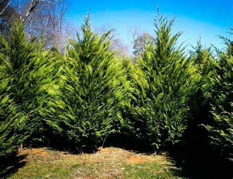 Solved Which Evergreens Grow The Fastest Fast Growing Pine Trees