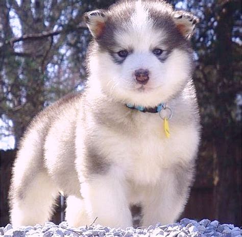 Adorable Alaskan Malamute