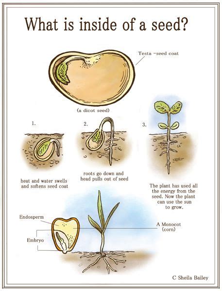 Inside A Seed Plant Science Homeschool Nature Study Plant Study
