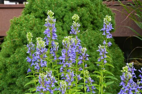 These perennials resist both deer and rabbits. Deer resistant perennials for wet soil - The Obsessive ...
