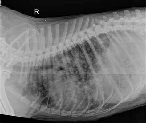 How Many Metastases Can You See In This X Ray Image Vet Help Direct