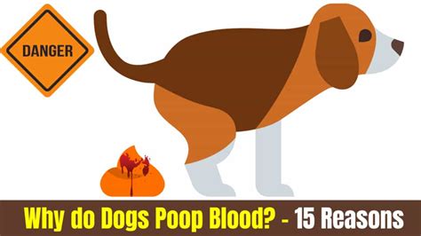 Why Do Dogs Poop Blood 15 Reasons Of Dogs Bloody Stool Serve Dogs