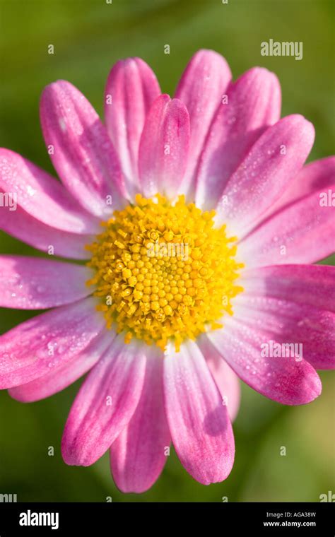 Pink Marguerite Daisy Flower Stock Photo Alamy