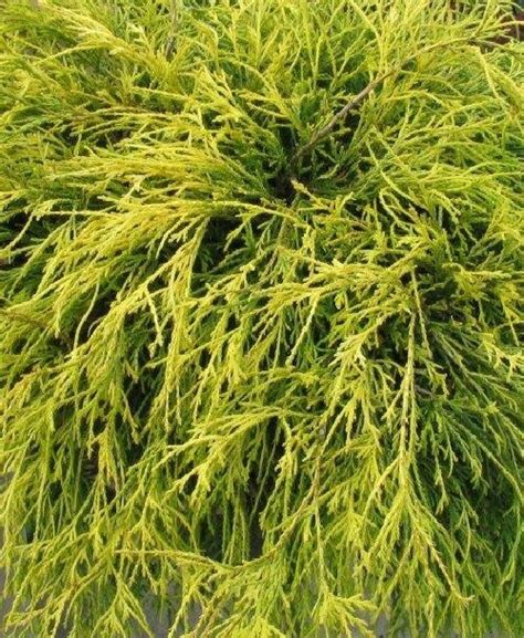 Considered an evergreen, the gold mop cypress is actually quite a rare tool to use in the garden for the simple fact that its foliage is not green. Golden Mop / Goldmop False Cypress - BCMGVA.org
