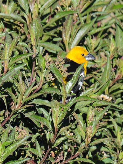 Southern Yellow Grosbeak Pheucticus Chrysogaster Flickr