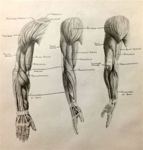 So, you should learn them all. Die besten 25+ Forearm muscle anatomy Ideen auf Pinterest ...