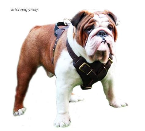 Free delivery and returns on ebay plus items for plus members. Harness for English Bulldog | English bulldog, Bulldog ...