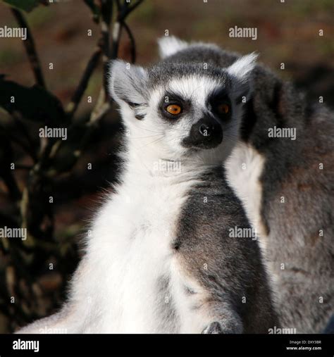 Ring Tailed Lemur Lemur Catta Close Up Stock Photo Alamy