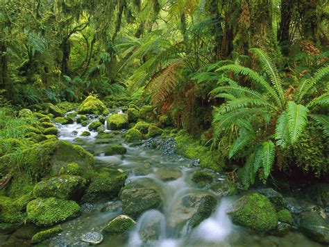 Tropical Green Hd Wallpaper Jungle Flow Thick Green Vegetation Fern Green Stones With Moss