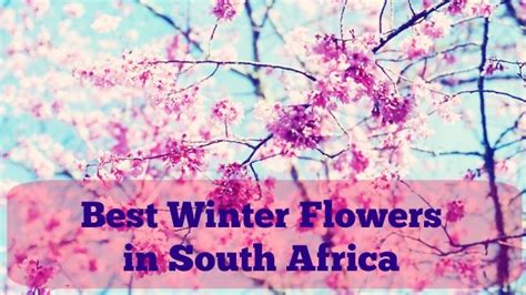 Best Winter Flowers In South Africa Winter Flowers Winter Flowers