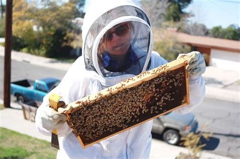 5 Things To Know Before Getting Bees Keeping Backyard Bees Bee