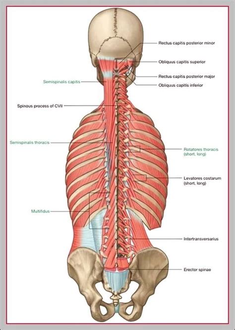 Lower Back Muscle Anatomy Diagram Graph Diagram