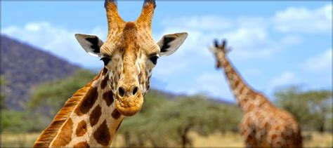 Genes Tell How The Giraffe Got Its Long Neck Ary News