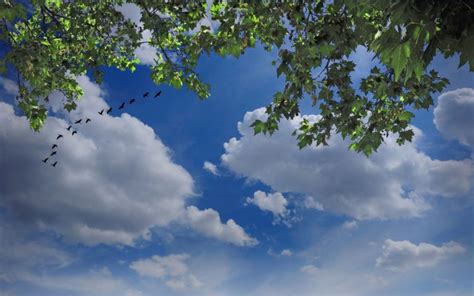 Sky Birds Clouds Tree Branches Nature Wallpapers Hd
