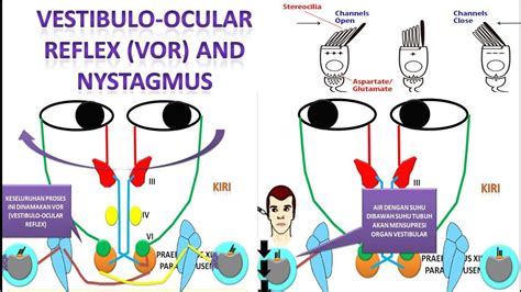 Vestibular Ocular Reflex Exercises