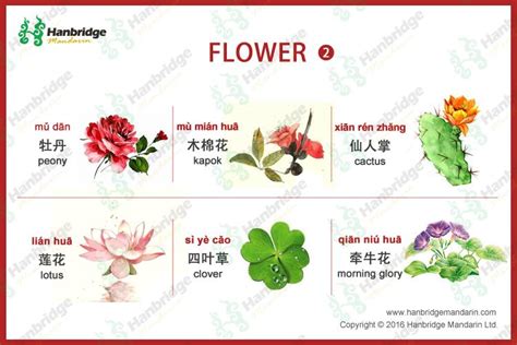 Chinese Vocabulary List Of Flowers Part 2