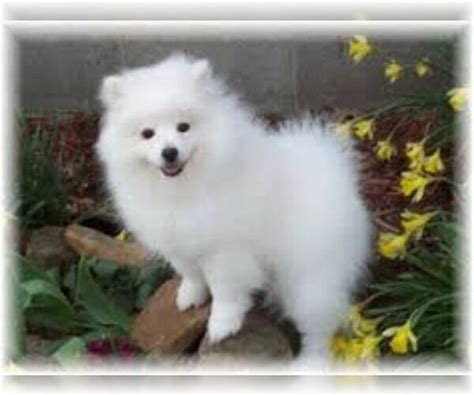 American Eskimo Dog Breed Information And Pictures On