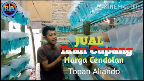 Hal tersebut dikarenakan banyak penghobby yang mulai bagi penggemar ikan predator, oscar menjadi salah satu primadona diantara yang lainnya. Jual Ikan Cupang murah Harga Anak SD. - YouTube