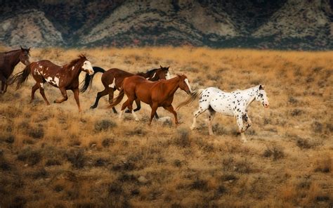 Flicka And The Saddle Club Images Wild Horses In Wyoming Hd Wallpaper And