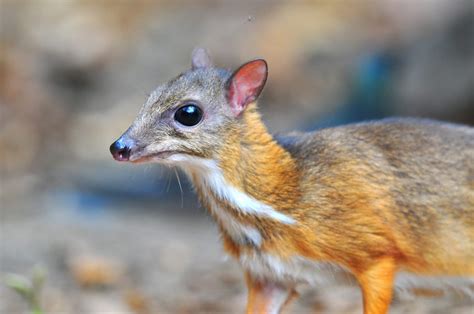Java Mouse Deer Facts Critterfacts