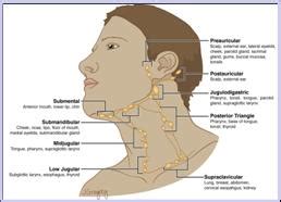 This post explores the distribution of lymph nodes in the human body, including those that lie in the head, ear, neck, chest, back, and stomach. THORACIC INLET