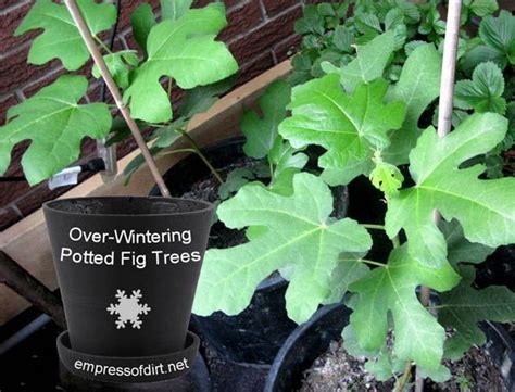 How To Overwinter Potted Trees And Prepare Them For Spring Potted