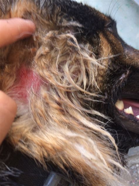 If you suspect pressure sores, ensuring your large breed dog has a cushioned place to lie down can help prevent the pressure sores. Treating a Dog's Oily Smelly Skin and Hair Loss | ThriftyFun