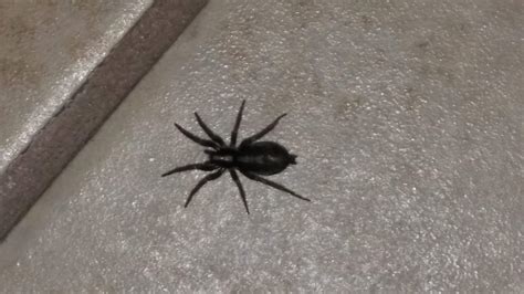 Unidentified Spider In Rockford Illinois United States