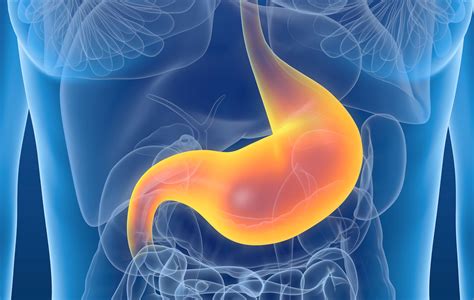 Something to Digest—How Your Stomach Functions - Ask The Scientists