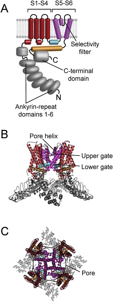 Molecular Architecture Of Trpv A A Color Coded Schematic Of A Trpv