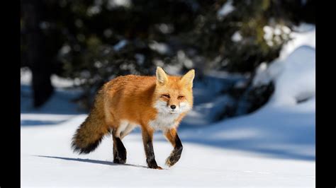 Fox Lifespan How Long Do Foxes Live How Fox Hunt How Fox Nuts Are