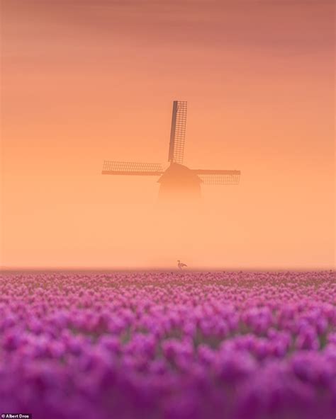 Mesmerising Photos By Albert Dros Show How Magical The Netherlands Can Be In Spring Bon News