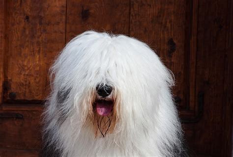 Portrait Of An Old English Sheepdog Photograph By Zandria Muench