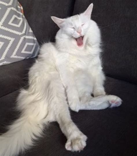 20 Photos Proving That Your Life Will Never Be Boring If You Own A Cat
