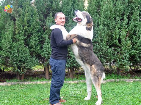 Dev ırk olarak bilinen, sakin ve soğukkanlı olan alabay çoban köpeklerinin en zekisidir. Alabay | elityavru.com