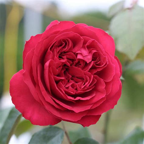 Hoa Hồng Red Eden Rose đỏ Tươi Dạng Cúp Dễ Chăm Sóc