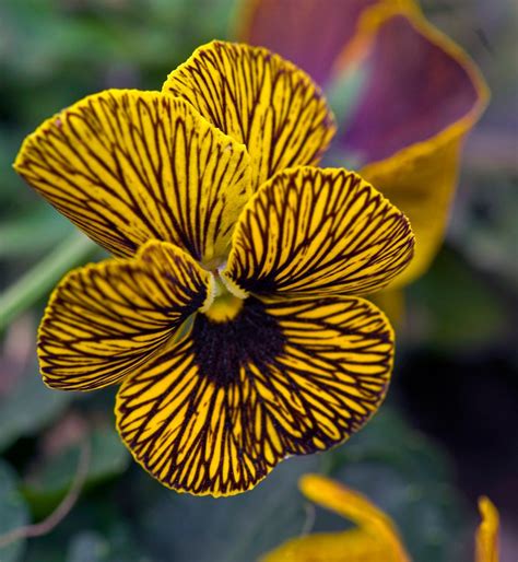 Flickr Yellow Striped Pansy Pansies Flowers Unusual Flowers