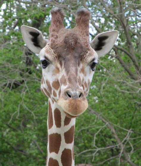 Giraffeportraitheadfacemammal Free Image From