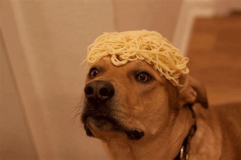 New Trending  Tagged Dog Blinking Spaghetti Via Trending S