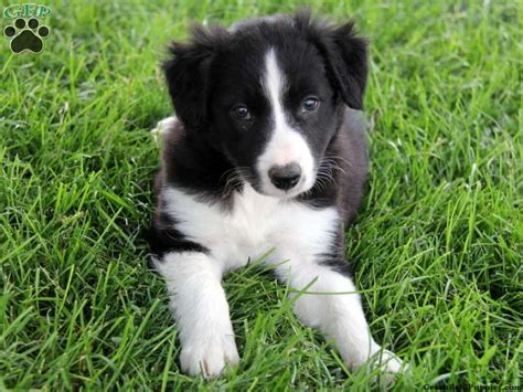 It outlines the unique issues you should consider in choosing and training your new family member. Jolene, Border Collie puppy for sale in Ronks, Pa | Collie ...