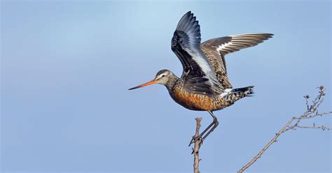 Ask Kenn Do Migrating Birds Take The Same Routes In Spring And Fall