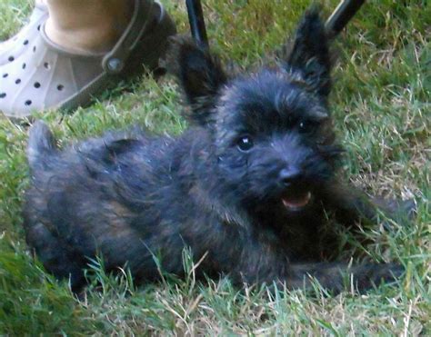 Black Cairn Terrier Puppies For Sale Petsidi