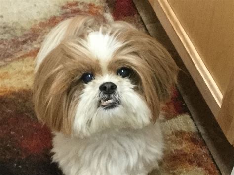 Regardless of the cut you choose for your shih tzu, we know that those fun, fluffy locks are part of what makes this breed so lovely. Cute Shih Tzu waiting for food! | Shih tzu, Sweet dogs ...
