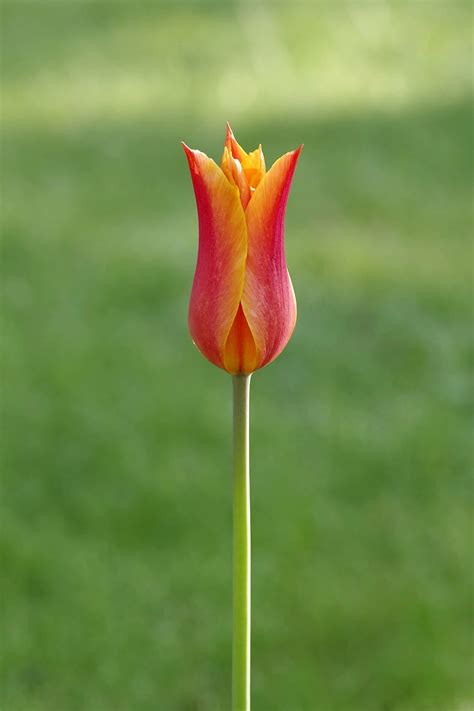 Online Crop Hd Wallpaper Tulip Orange Tiny A Simple Flower