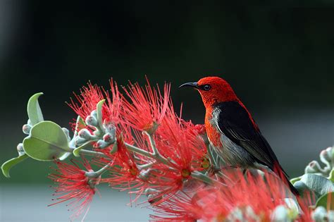 Free Images Nature Branch Plant Flower Animal Wildlife Red