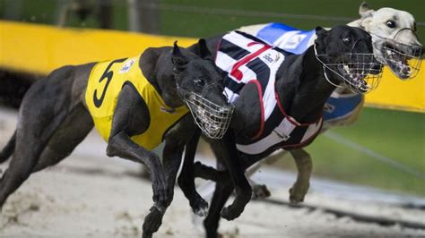 Act To Ban Greyhound Racing By End Of June 2018