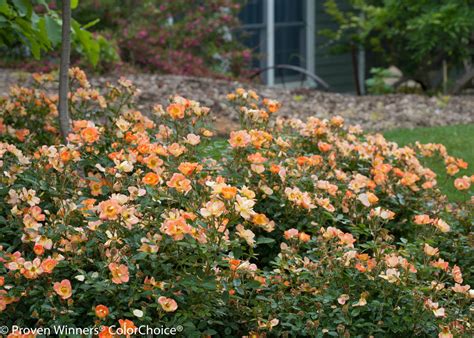 Glossy dark green flowers & size: Oso Easy® Paprika - Rose - Rosa sp. Images | Proven Winners