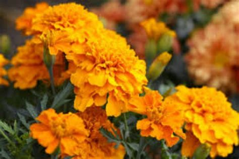 Check spelling or type a new query. Satu Harapan: Marigold, Kaya Antioksidan