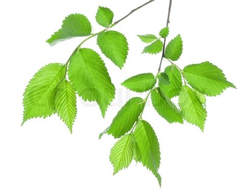 Branch Of Green Leaves Isolated On Stock Image Colourbox